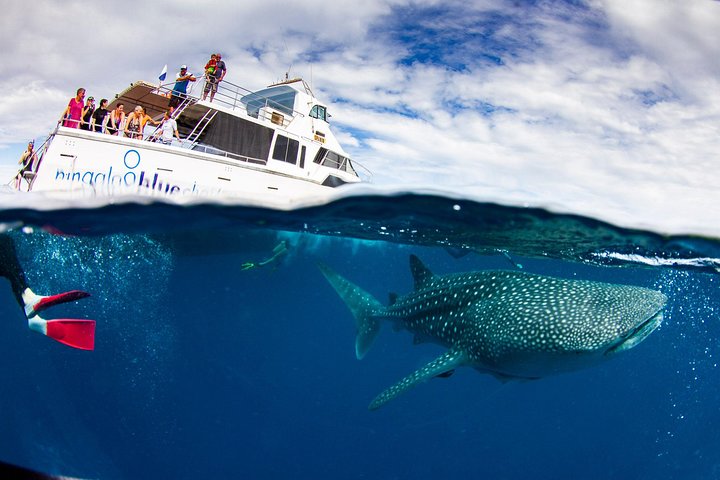 Swimming with the Whale Sharks - Ningaloo Reef (Exmouth)