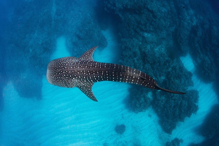 Swimming with the Whale Sharks - Ningaloo Reef (Exmouth)