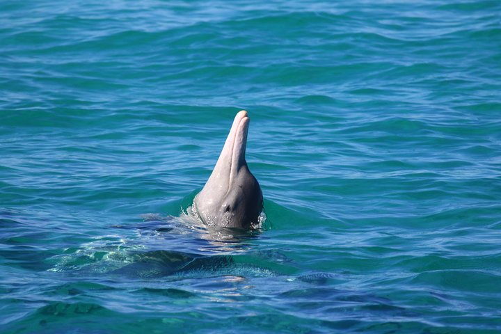 Swimming with the Whale Sharks - Ningaloo Reef (Exmouth)