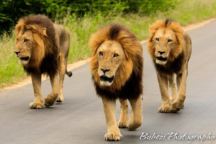 Kruger National Park - Full Day Safari
