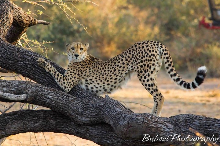 Kruger National Park - Full Day Safari