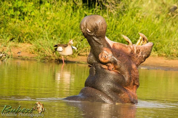 Kruger National Park - Full Day Safari