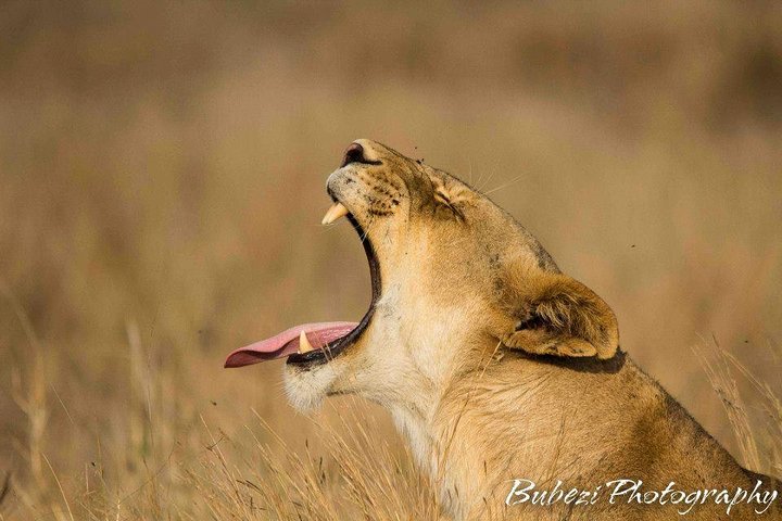 Kruger National Park - Full Day Safari