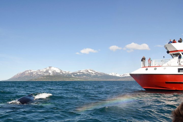 Whale Watching from Downtown Akureyri