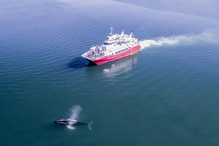 Whale Watching from Downtown Akureyri