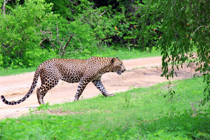 Full Day Safari ( The Best for Leopards & Elephants and more..)