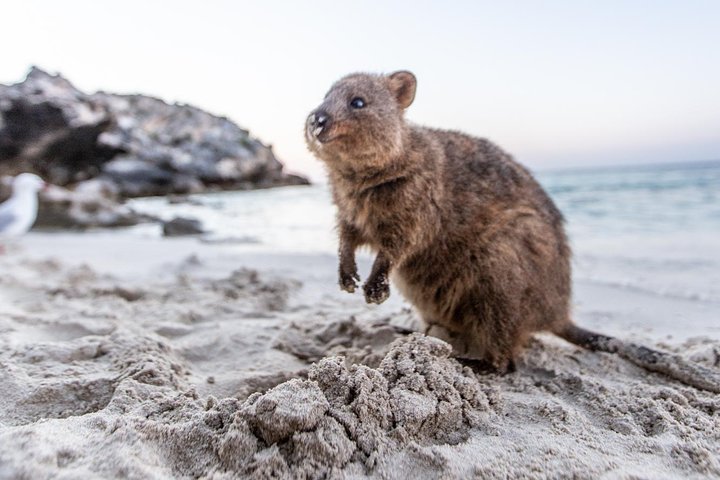 Fremantle to Rottnest Island Roundtrip Ferry Ticket