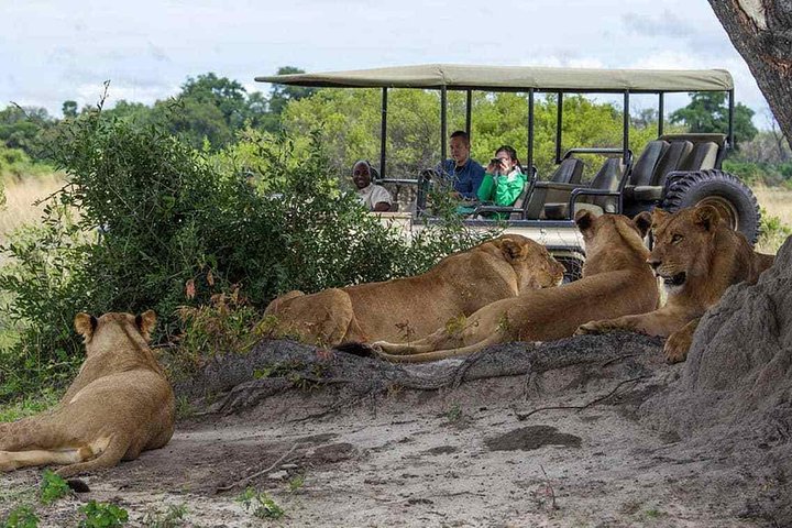 Chobe Full Day Trip From Victoria Falls