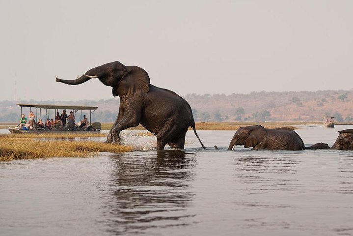 Chobe Full Day Trip From Victoria Falls