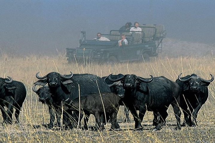 Chobe Full Day Trip From Victoria Falls