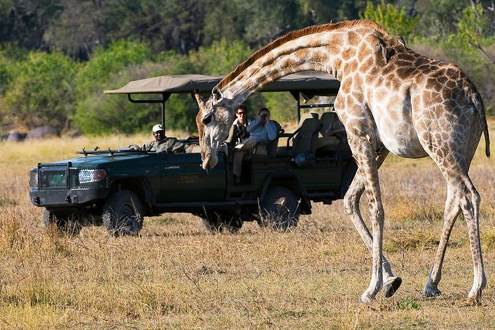 Chobe Full Day Trip From Victoria Falls