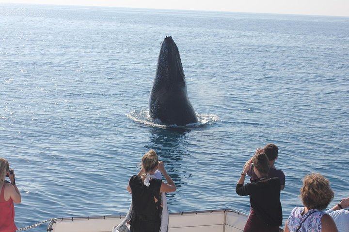 Freedom Whale Watch Cruise - Hervey Bay