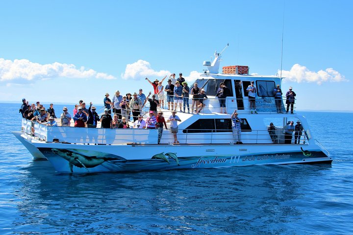 Freedom Whale Watch Cruise - Hervey Bay