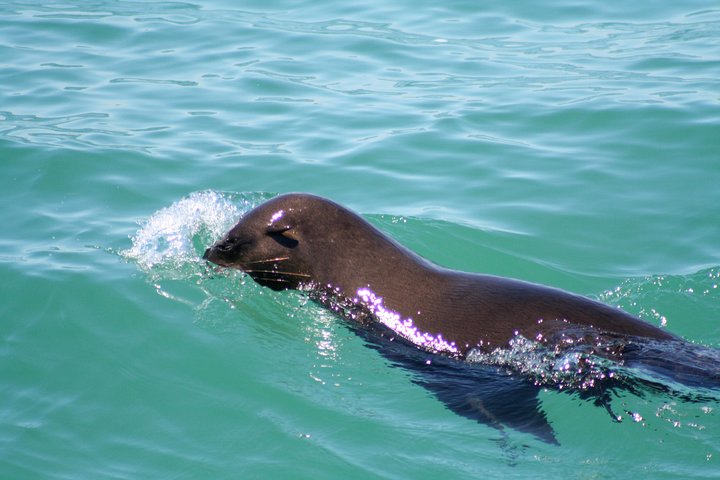 Boat Based Whale Watching from Hermanus