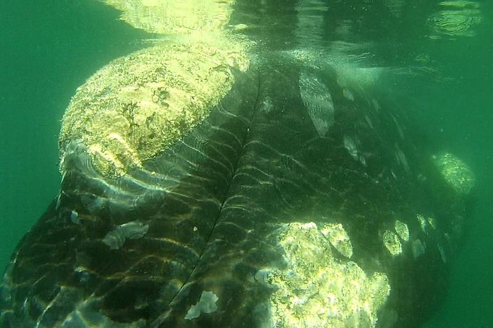 Boat Based Whale Watching from Hermanus