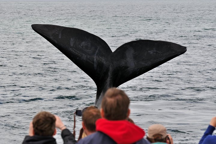 Boat Based Whale Watching from Hermanus