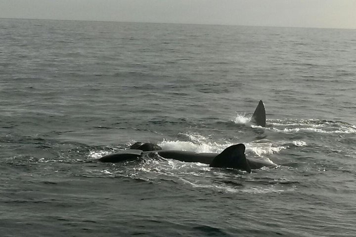 Boat Based Whale Watching from Hermanus