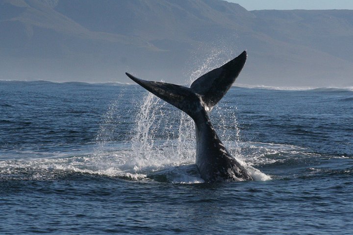 Boat Based Whale Watching from Hermanus