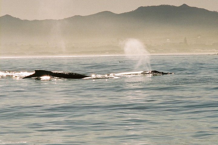 Boat Based Whale Watching from Hermanus