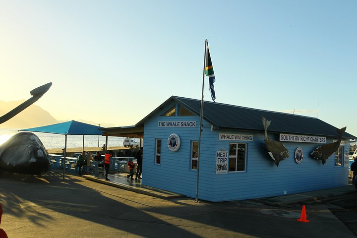 Boat Based Whale Watching from Hermanus