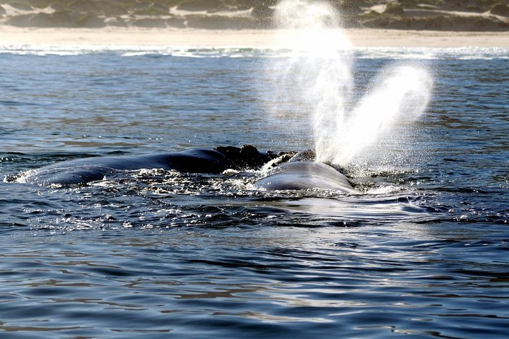 Boat Based Whale Watching from Hermanus