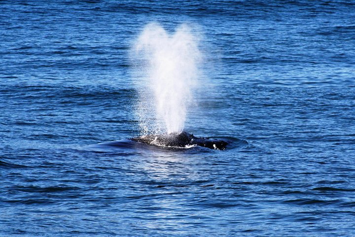 Boat Based Whale Watching from Hermanus