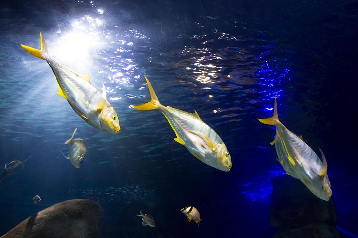 SEA LIFE Oberhausen Admission Ticket