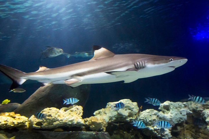 SEA LIFE Timmendorfer Strand Admission Ticket