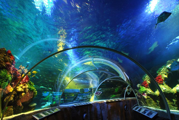 SEA LIFE Timmendorfer Strand Admission Ticket