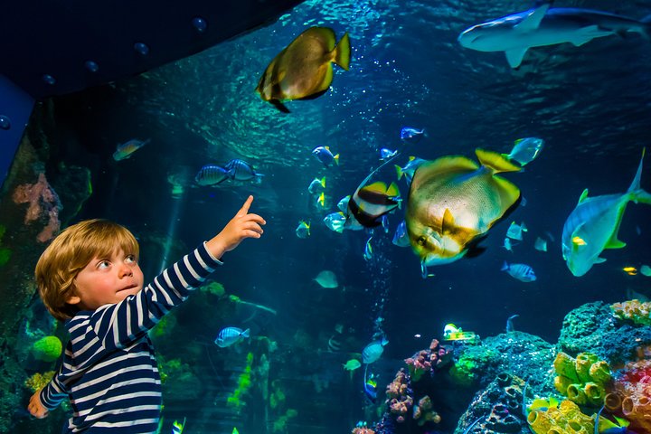 SEA LIFE Konstanz Admission Ticket