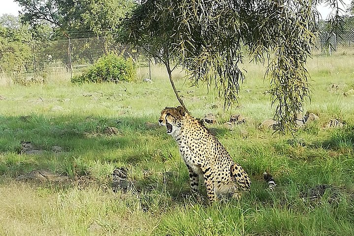 Pilanesberg Nature Reserve & Safari Park Lion Private