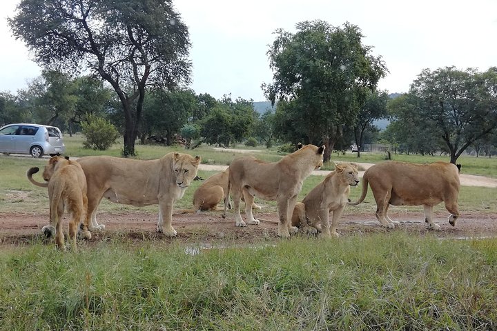 Pilanesberg Nature Reserve & Safari Park Lion Private