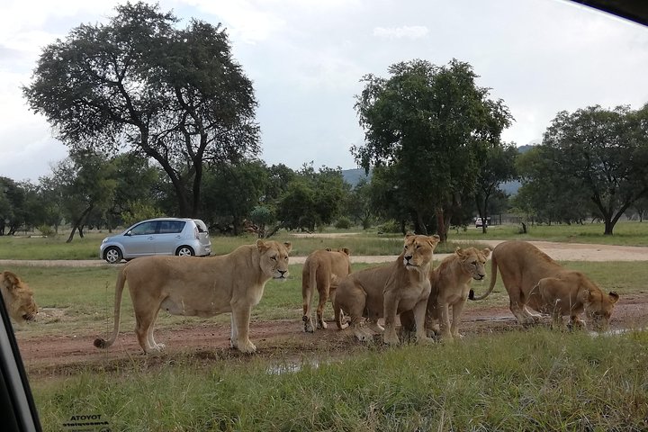 Pilanesberg Nature Reserve & Safari Park Lion Private