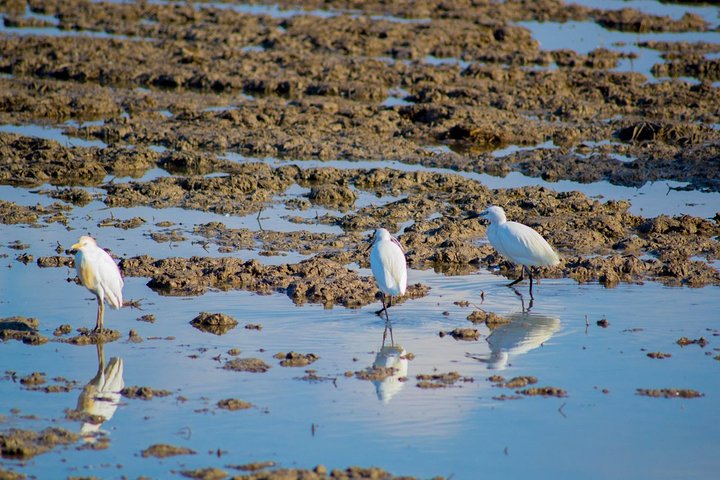 Albufera Natural Park Tour from Valencia: Boat Ride & Local Guide