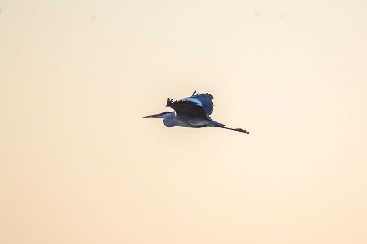 Albufera Natural Park Tour from Valencia: Boat Ride & Local Guide