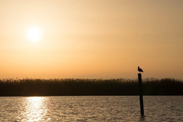 Albufera Natural Park Tour from Valencia: Boat Ride & Local Guide