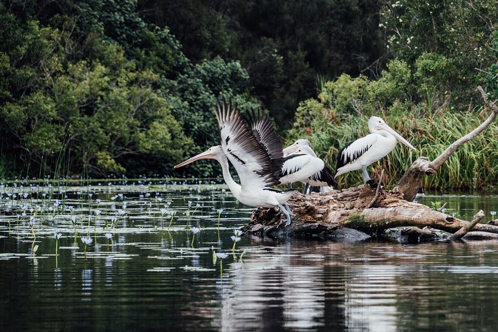 Serenity Cruise to Australia's Everglades