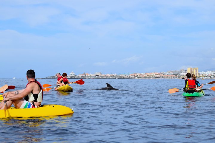 Tenerife: Turtle and Dolphin Kayak Tour with Snorkel and Wetsuit