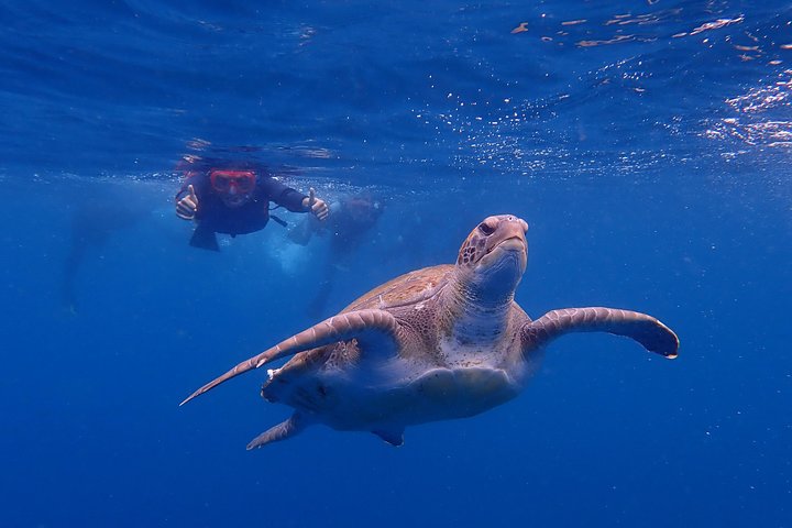 Tenerife: Turtle and Dolphin Kayak Tour with Snorkel and Wetsuit