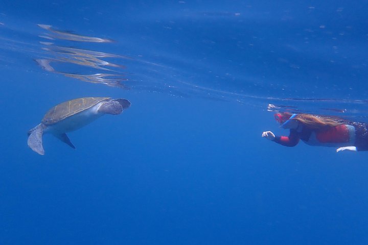 Tenerife: Turtle and Dolphin Kayak Tour with Snorkel and Wetsuit