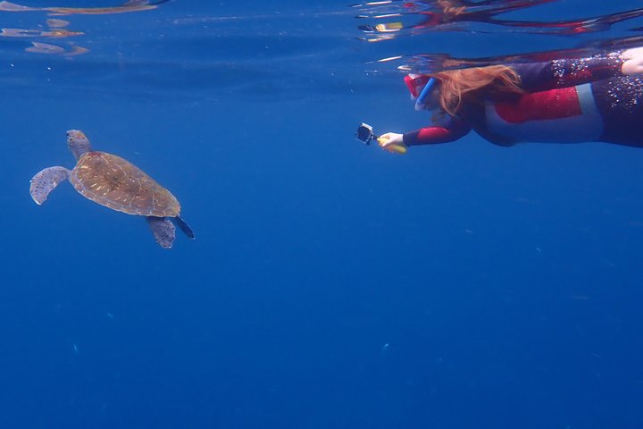Tenerife: Turtle and Dolphin Kayak Tour with Snorkel and Wetsuit
