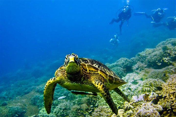 Kisite Marine Park Private Boat Snorkeling with breakfast & Lunch