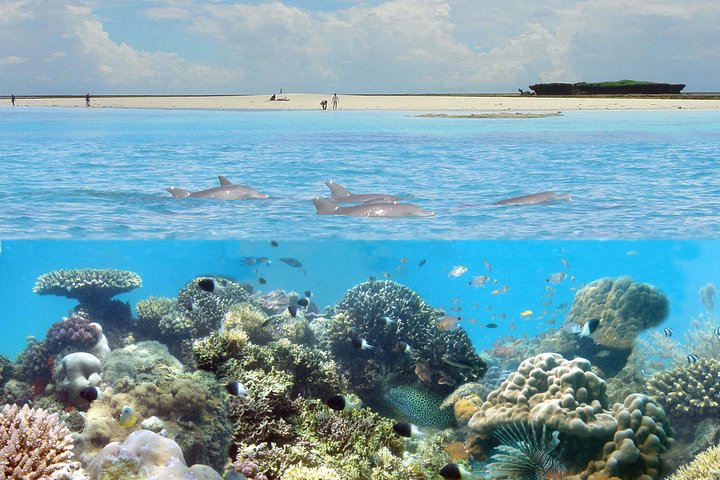 Kisite Marine Park Private Boat Snorkeling with breakfast & Lunch