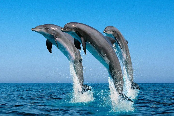 Kisite Marine Park Private Boat Snorkeling with breakfast & Lunch
