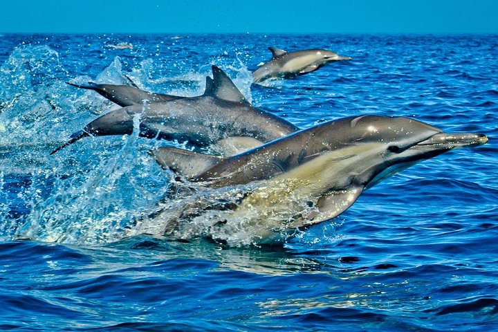Kisite Marine Park Private Boat Snorkeling with breakfast & Lunch