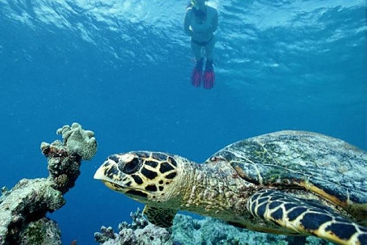 Kisite Marine Park Private Boat Snorkeling with breakfast & Lunch