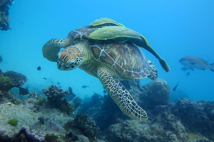 Kisite Marine Park Private Boat Snorkeling with breakfast & Lunch