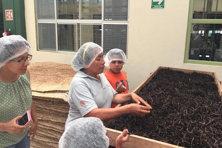 Tajin Ruins Day Trip and Vanilla Factory Experience