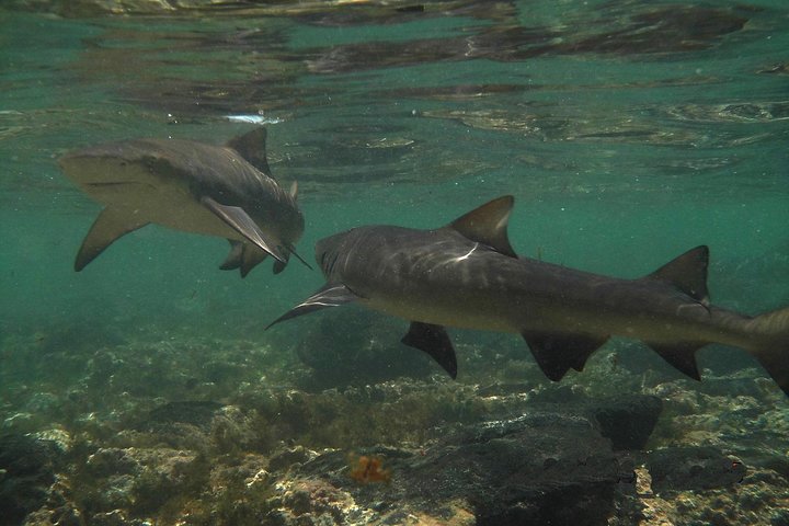 Sal Island Lemon Shark Experience with Native Guide