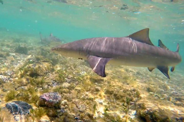 Sal Island Lemon Shark Experience with Native Guide